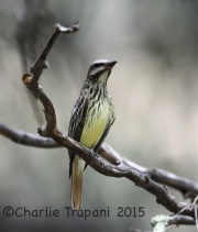 6S3A2784Sulfur-Bellied_Flycatcher