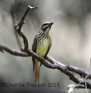 6S3A2785Sulfur-bellied_Flycatcher