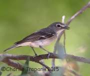 6S3A2829Plumbeous_Vireo
