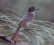 6S3A4352ash-throated_Flycatcher