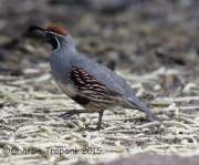 6S3A4373Gambel's_Quail