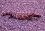 6S3A4431Gila_Monster