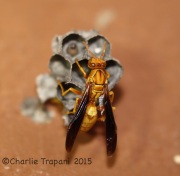 6S3A4463Arizona_Wasp