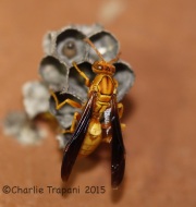 6S3A4464Arizona_Wasp