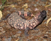 6S3A4475Gila_Monster_PS