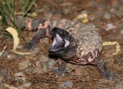 6S3A4481Gila_Monster_PS