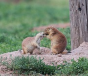 6S3A4503Prairie_Dogs copy