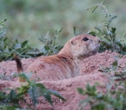 6S3A4515Prairie_Dog copy