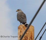 IMG_8988Gray_Hawk