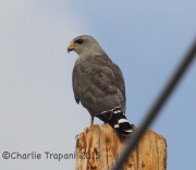 IMG_8992Gray_Hawk