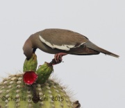 IMG_8997White-Winged_Dove