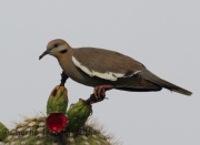 IMG_9000White-Winged_Dove