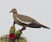 IMG_9001White-Winged_Dove