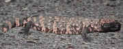 IMG_9026Gila_Monster