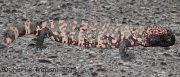 IMG_9027Gila_Monster