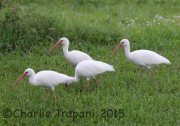 0J6A0003White_Ibis