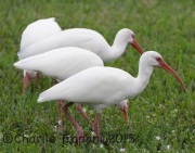 0J6A0007White_Ibis