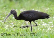 0J6A0010Glossy_Ibis