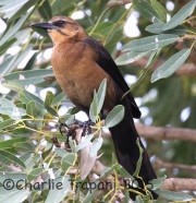 0J6A0024Boat-tailed_Grackle