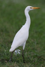 0J6A0038Cattle_Egret
