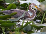 0J6A0044Tricolored_heron