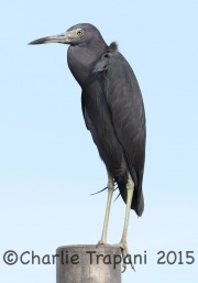 0J6A0073Little_Blue_Heron