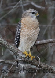 0J6A0083Red-Shouldered_Hawk