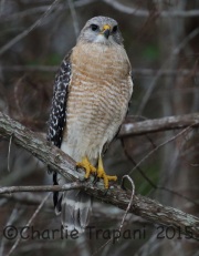 0J6A0092Red-Shouldered_Hawk