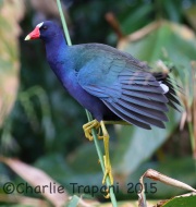 0J6A0113Purple_Gallinule