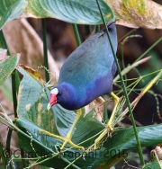 0J6A0130Purple_Gallinule