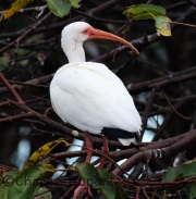 0J6A0163White_Ibis