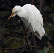 0J6A0166Cattle_Egret
