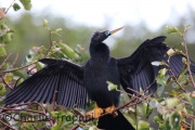 0J6A0181Anhinga