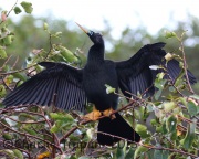 0J6A0191Anhinga