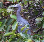 0J6A0196Little_Blue_Heron