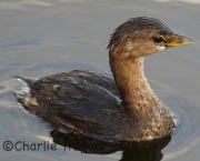 0J6A0210pied-billed_grebe