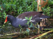 0J6A0217Common_Gallinule