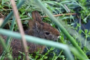 0J6A0276Marsh_Rabbit