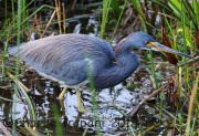 0J6A0291TriColored_Heron