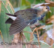 0J6A0314urple_Gallinule