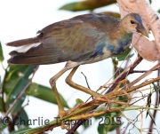 0J6A0362urple_Gallinule