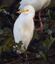 0J6A0383Cattle_Egret