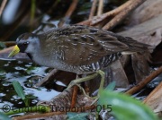 0J6A0441Sora