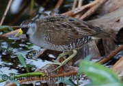 0J6A0443Sora