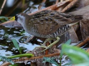 0J6A0446Sora