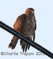 0J6A0469Broad-winged_Hawk