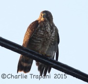 0J6A0478Broad-Winged_Hawk