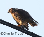 0J6A0484Broad-winged_Hawk