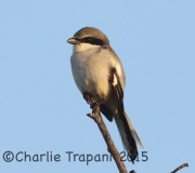 0J6A0497Loggerhead_Shrike