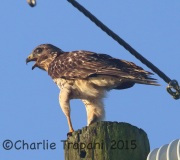 0J6A0525Imm_Red-Shouldered_Hawk